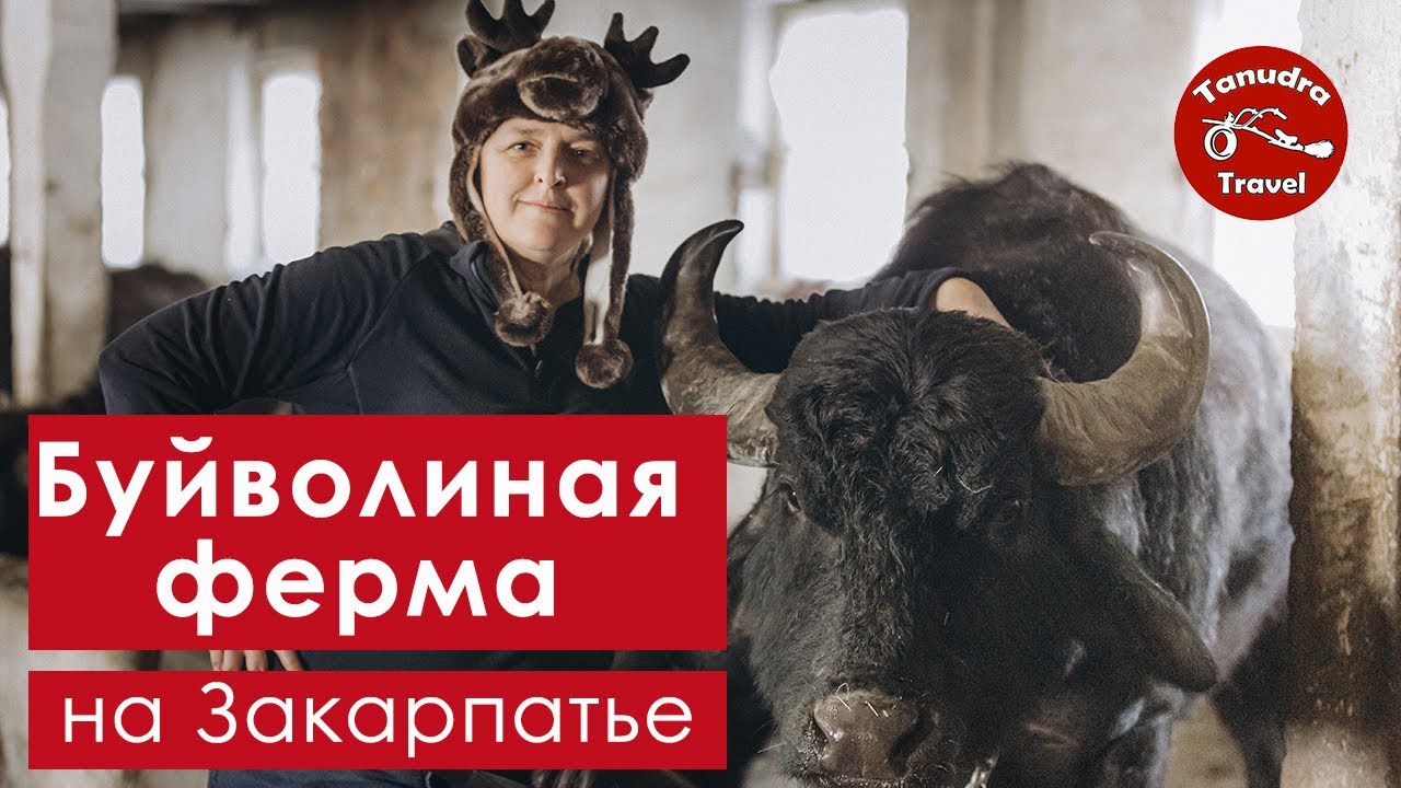 Буйволиная ферма 