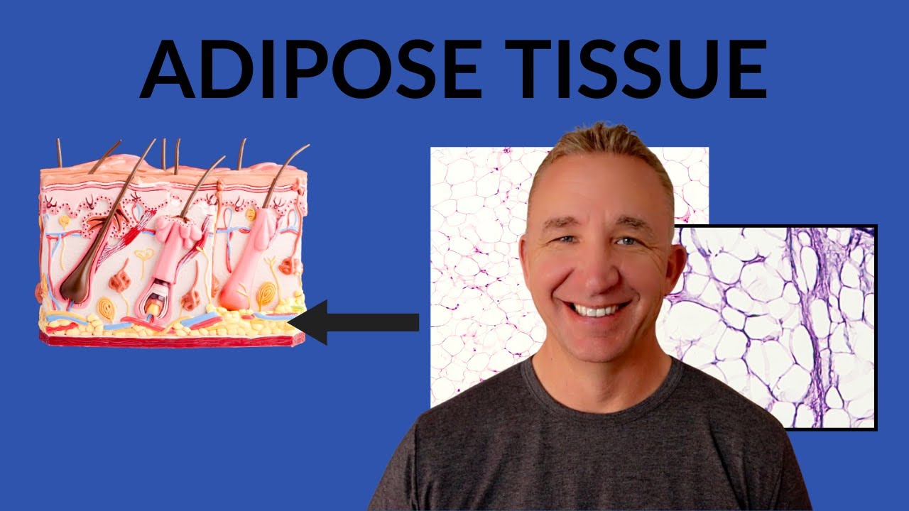 Histology of Adipose Tissue: Understanding Fat Cells