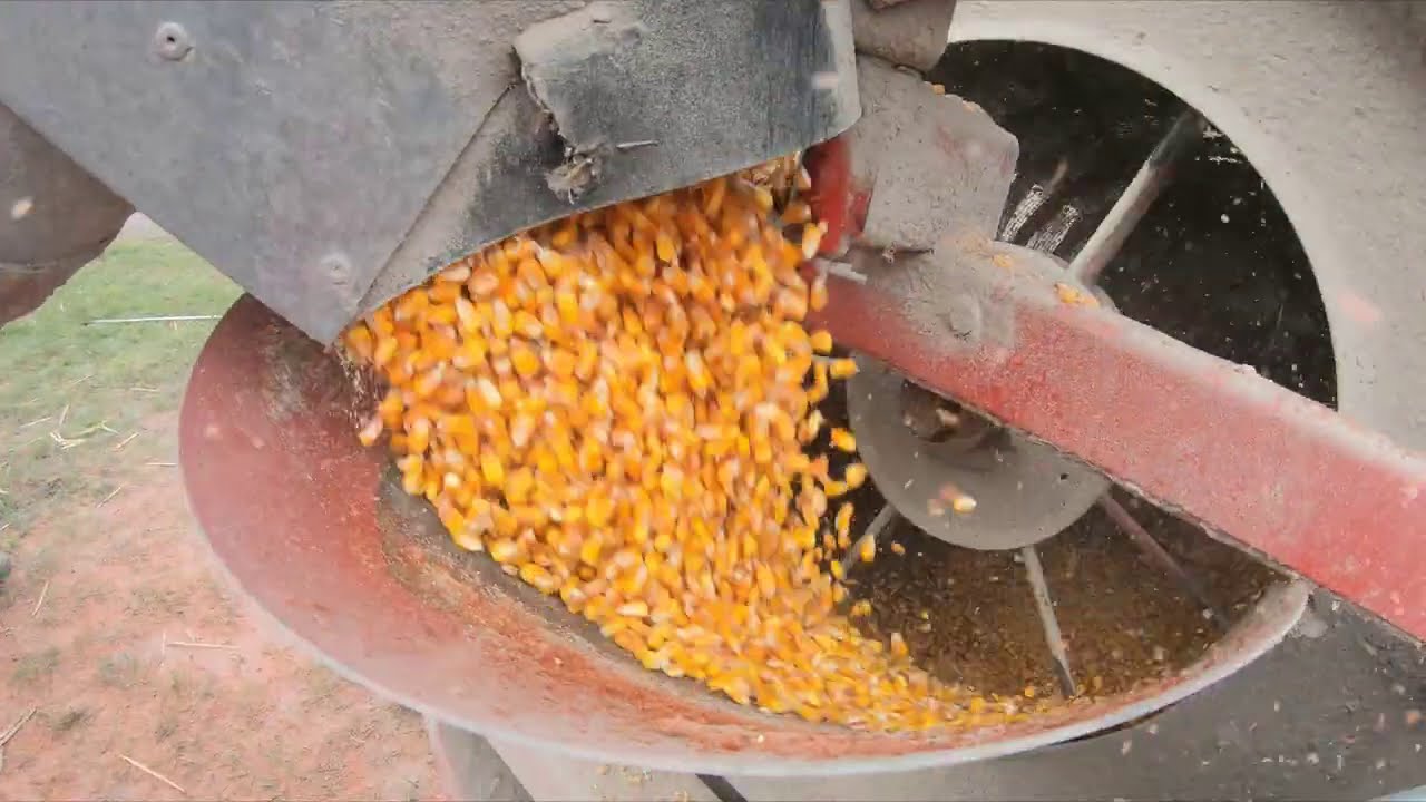 Harvest 2020 Chase - Grain Operations - Shivvers - GSI - DMC - Allis Chalmers 7060 - 1956 Ford 860