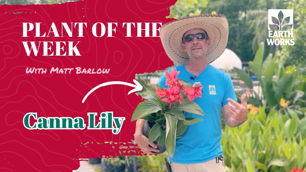 How to Plant - Canna Lily Habits and Care