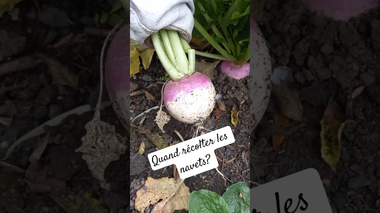 Quand r&eacute;colter les navets? #potager #jardin #autumn #r&eacute;colte #agriculture #gardening #garden