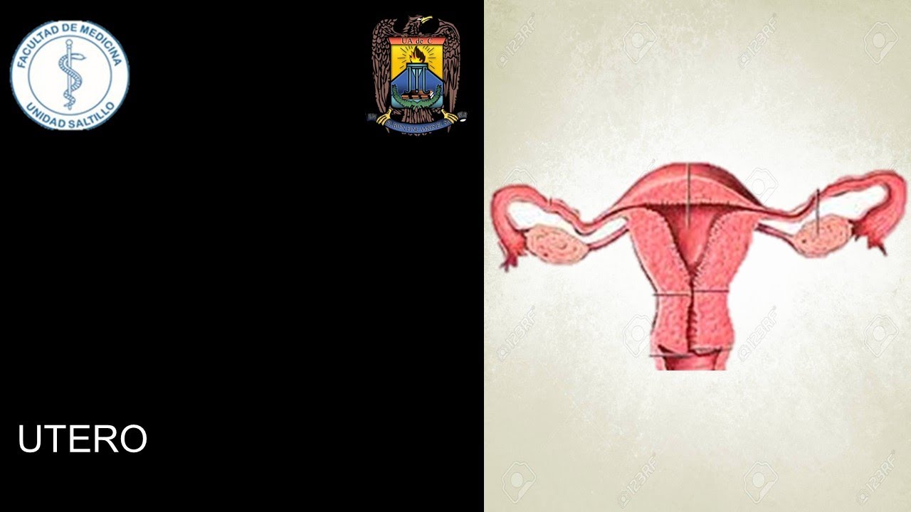 UTERO Y CICLO ENDOMETRIAL