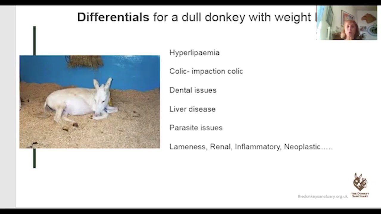 Donkey Welfare Symposium 2020 Day 1