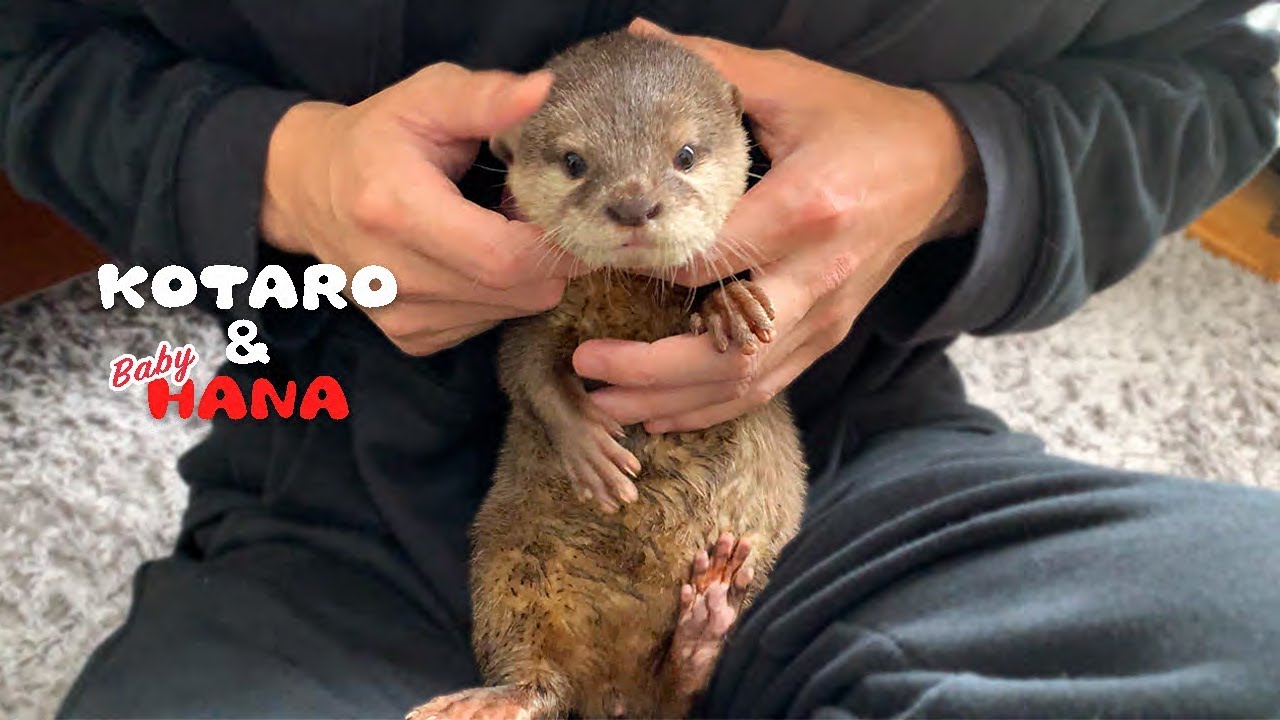 Выдра Хана в детстве