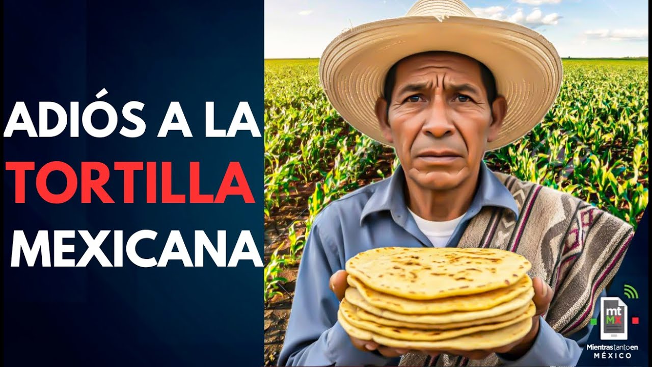 Crisis del campo provocaría EL FIN de la TORTILLA mexicana | Mientras tanto en México