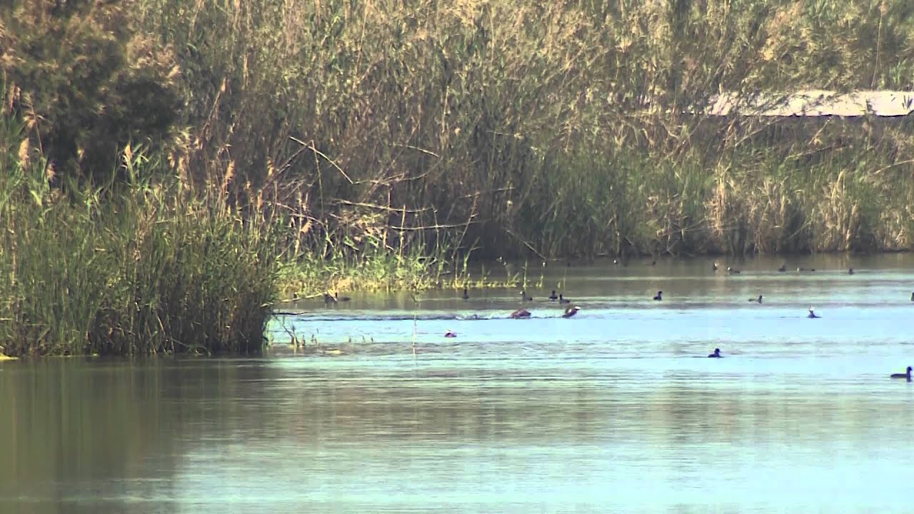 ALBUFERA DE ADRA: UN OASIS EN UN MAR DE PLÁSTICO
