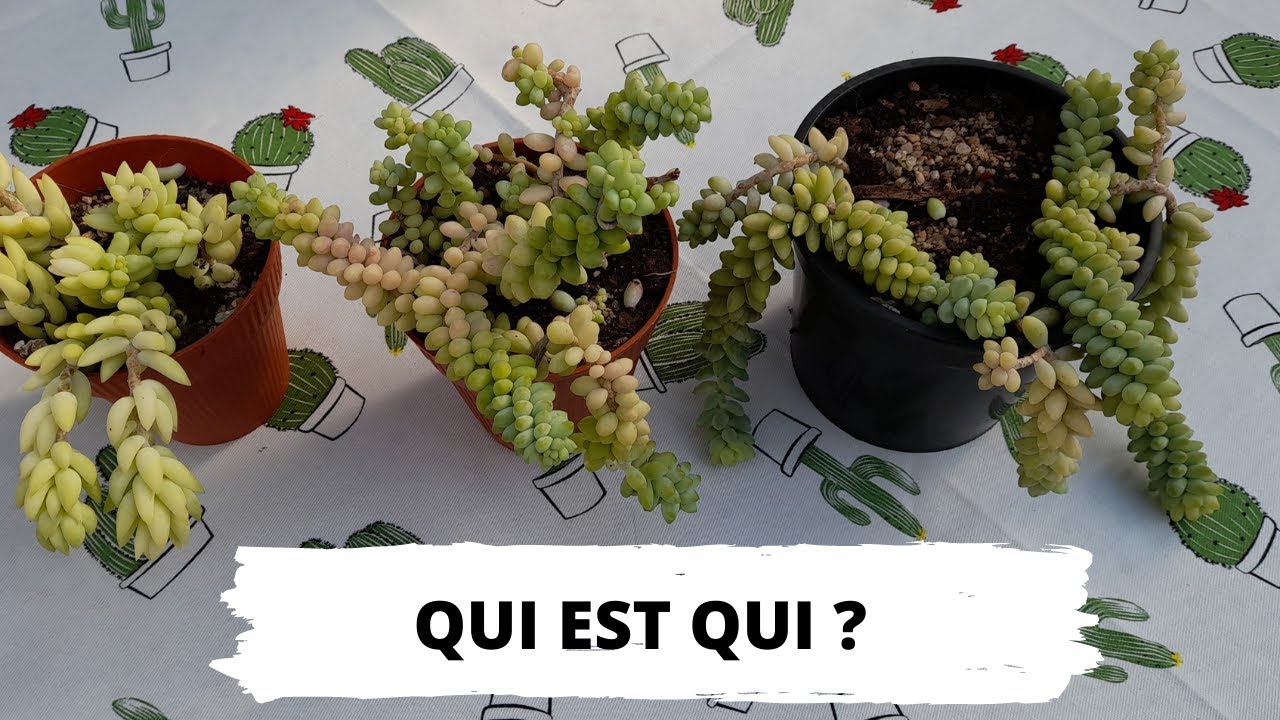 Comment les reconnaître : Sedum burrito ou sédum morganianum ?