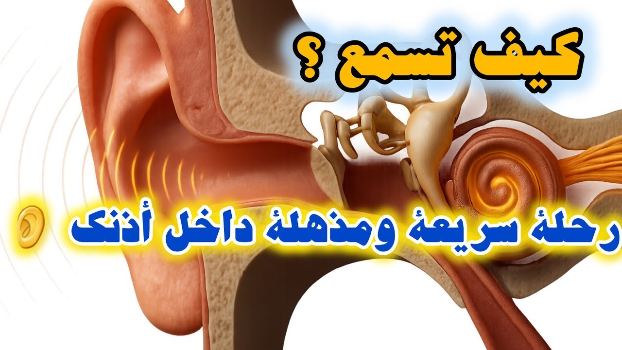  تشريح الأذن 3D آلية السمع خطوة بخطوة من الهواء إلى الإدراك  الأذن هندسة إلهية تحويل الهواء إلى وعي 