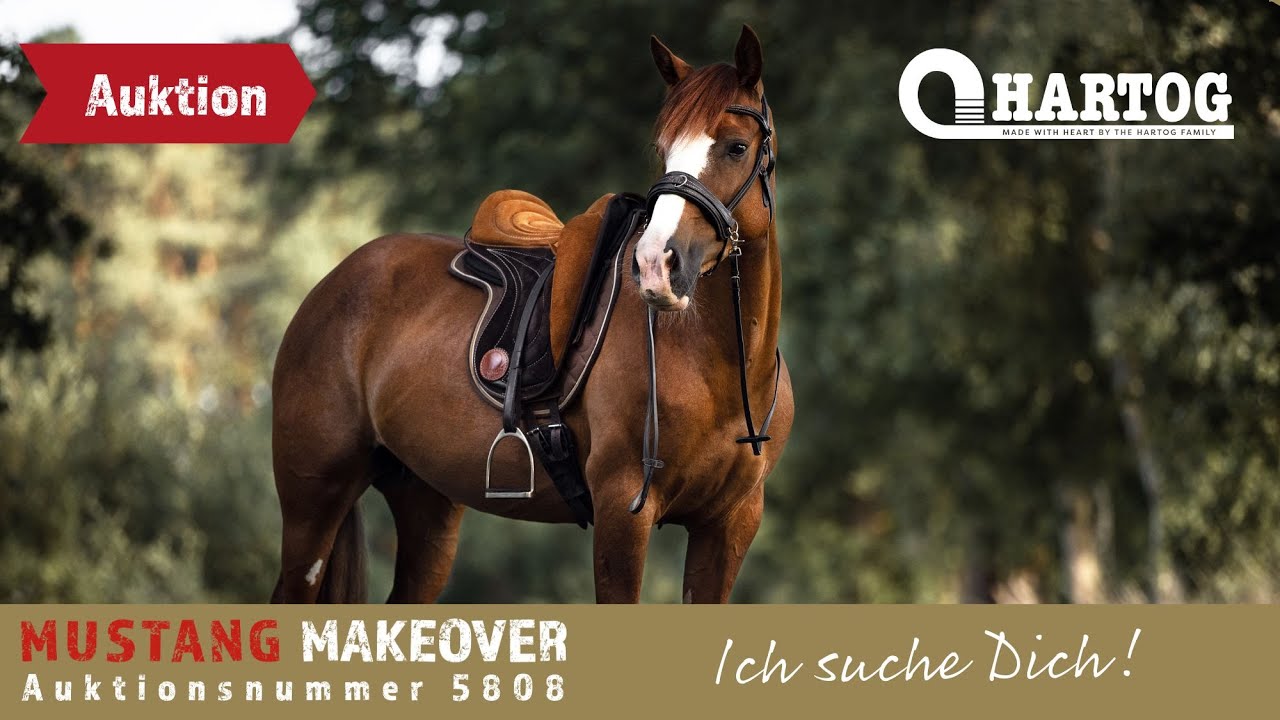 Jetzt fehlt nur das neue Zuhause für ein Happy End🥰 - Auktionsvideo | MUSTANG MAKEOVER 2023