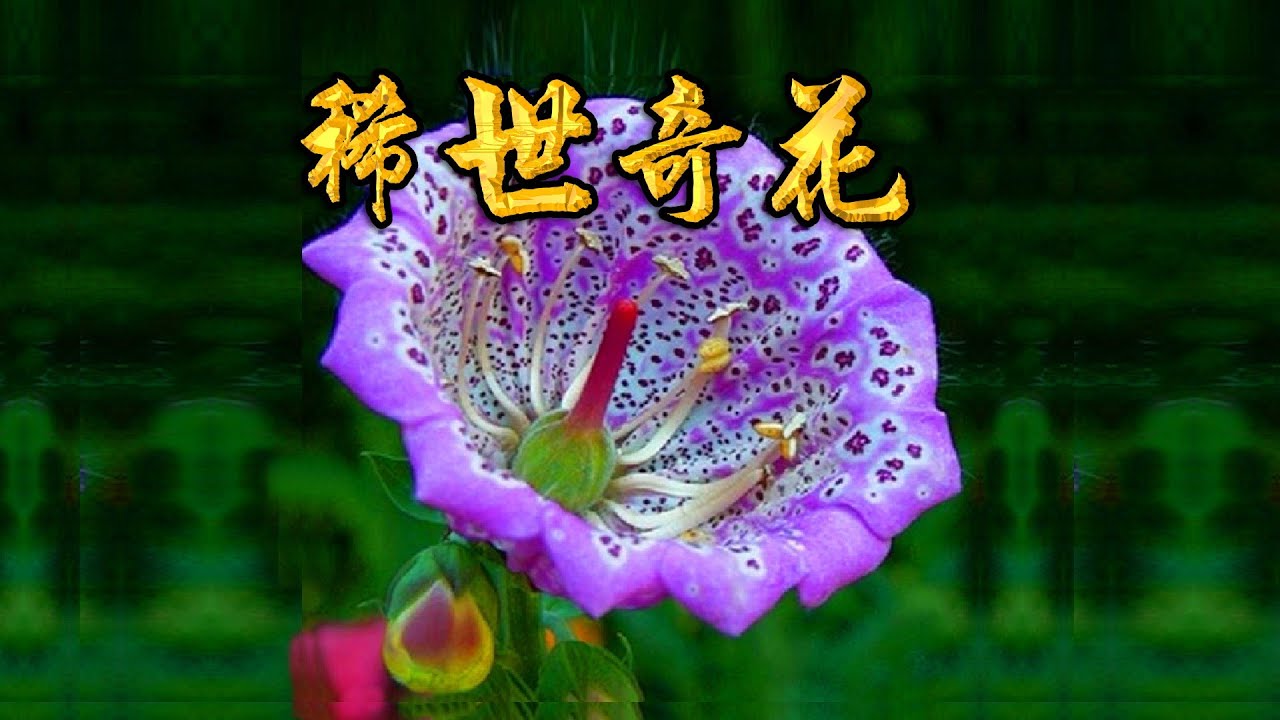 稀世奇花 Beautiful rare flowers