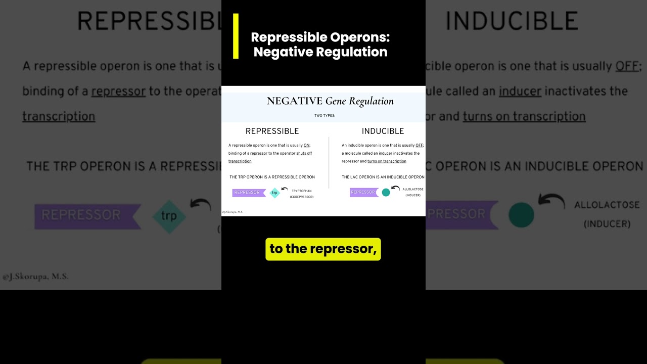 TRP Repressible Operon: A type of Negative Gene Regulation