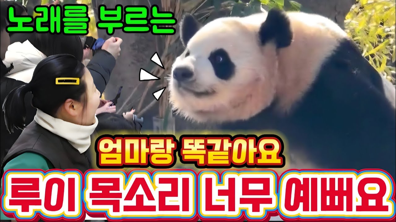 에버랜드 판다월드 2월 18일 루이 목소리 엄마랑 똑같아요 너무 예뻐요 😍 🌸 