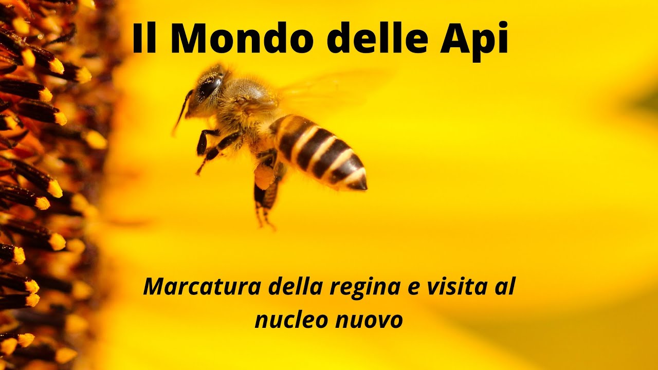 Marcatura regina e visita al nucleo nuovo