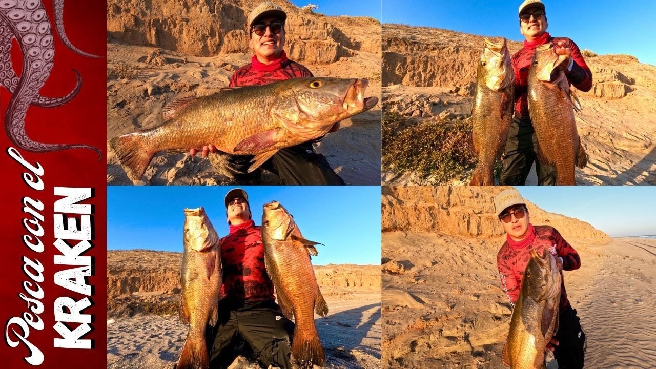 PARGOS Y MÁS PARGOS | jornada de locura!!! | Más de 20 pargos sacamos | EL SHARKY ES EL REY