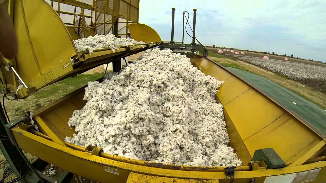 Cotton in the Bootheel