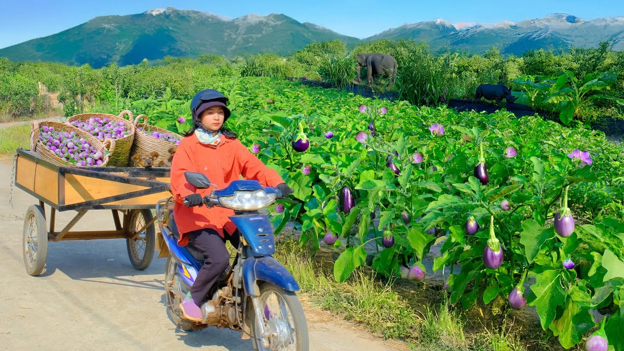 Harvest Purple Eggplants To Sell At The Market, Till The Soil, And Plant Snake Gourds