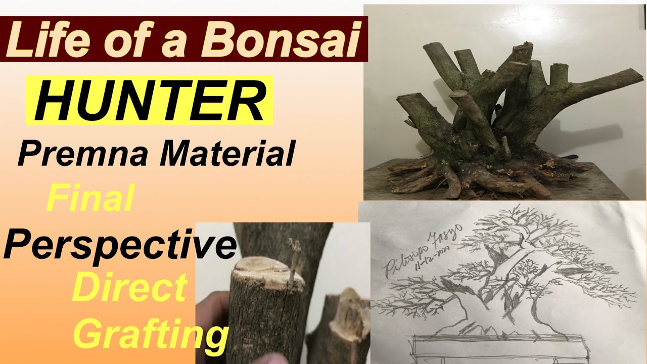 Bonsai Hunter Part 3/Paano gawin ang final perspective sa Bonsai Material/Grafting Premna Bonsai