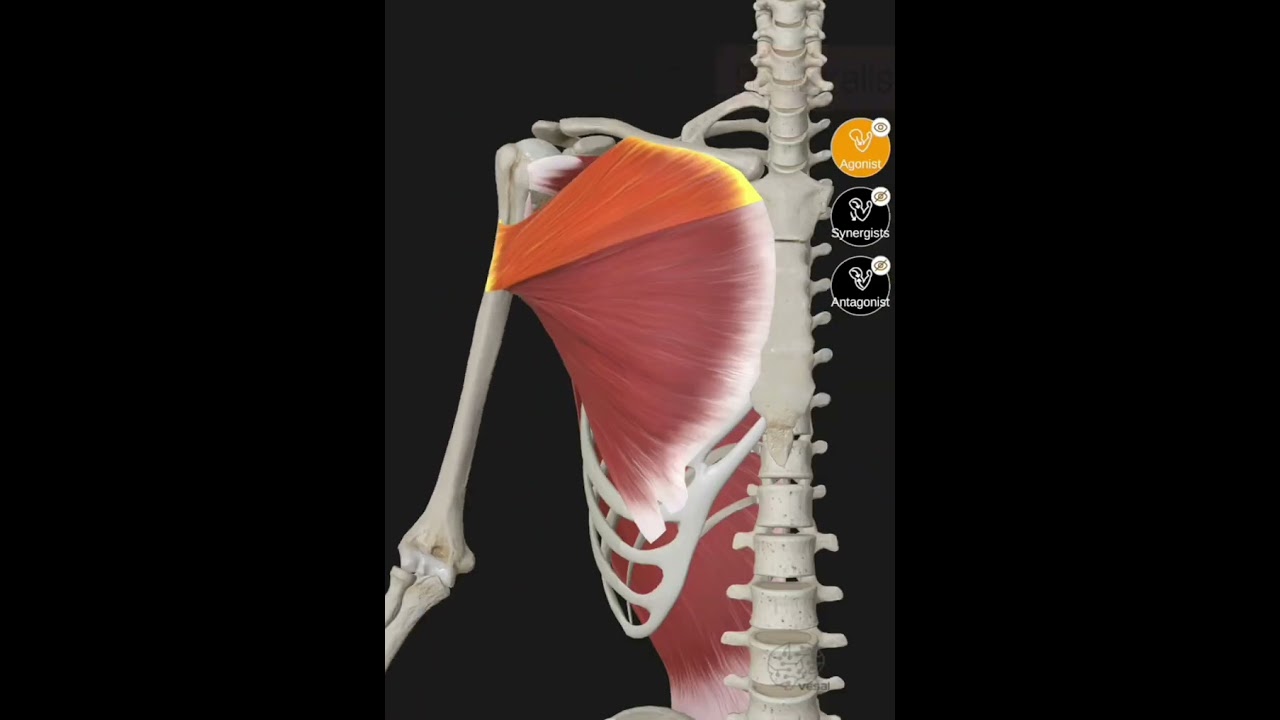 Shoulder Adduction - agonist muscles