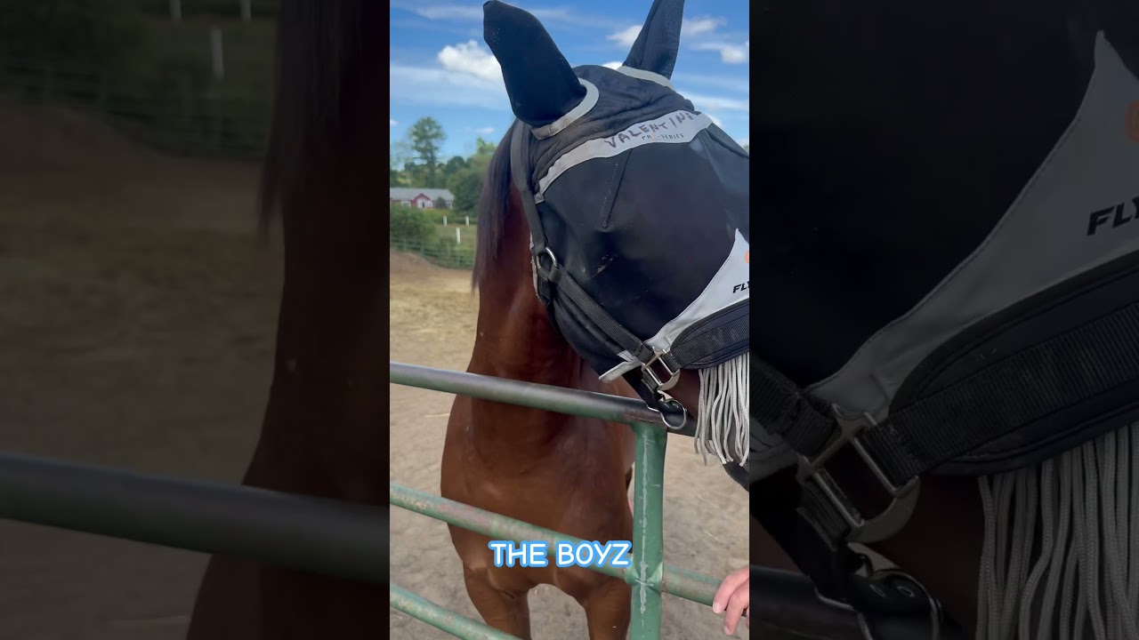 HUSBAND & HORSES 