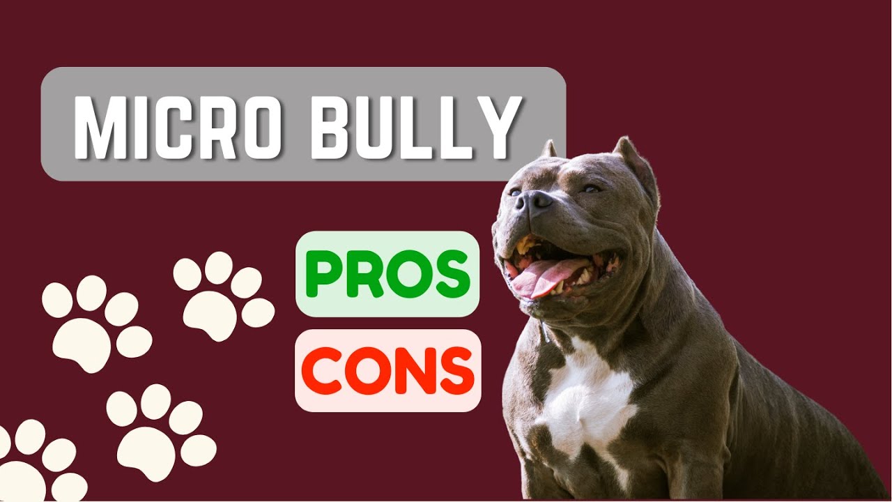 Micro Bully или Pocket Pitbull или Micro Pitbull? ЗА и ПРОТИВ!