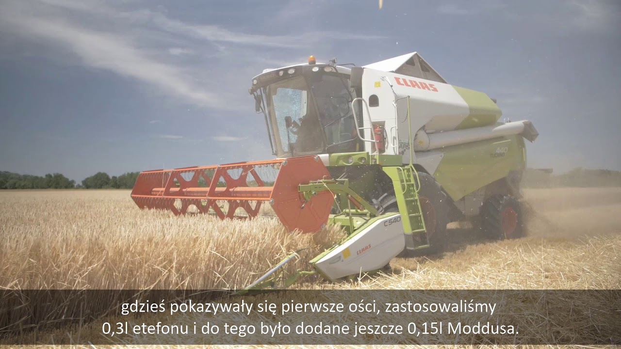 Tyle w tym roku sypnął jęczmień ozimy Hyvido Wootan!