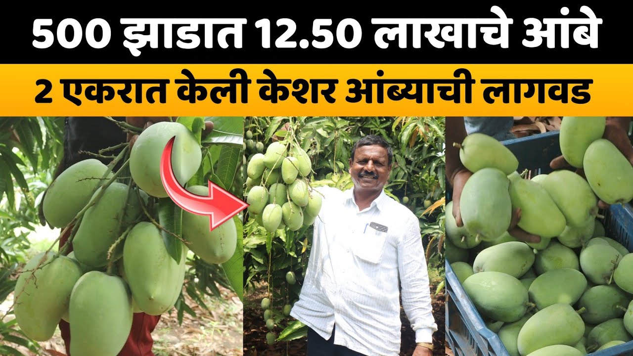 500 झाडात 12.50 लाखाचे आंबे। 2 एकरात केली केशर आंब्याची लागवड।🥭