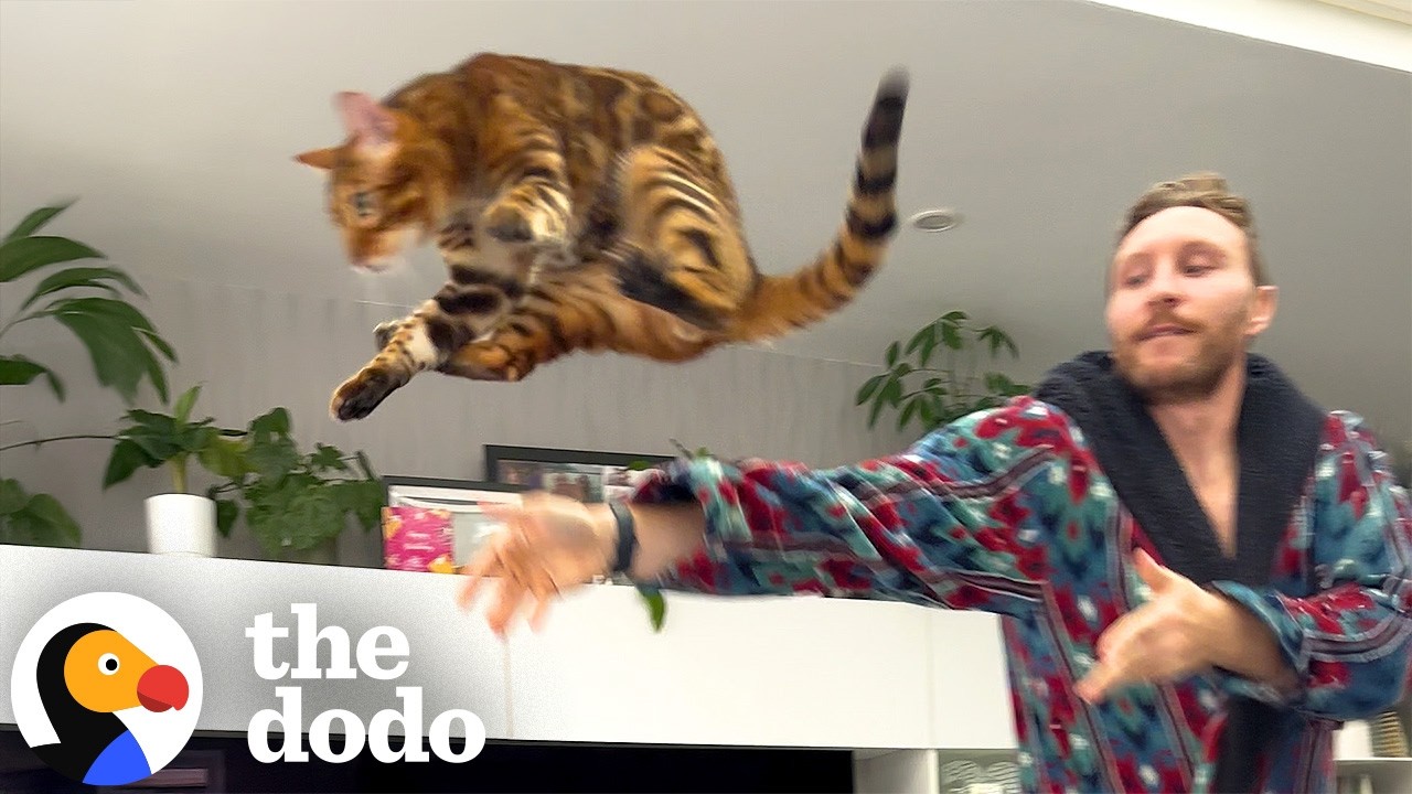 Гай Бэби защищает свой дом из-за своих &laquo;сумасшедших&raquo; кошек | The Dodo