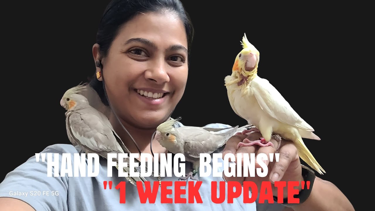 Full Process of Handfeeding Cockatiel Chicks + 1 Week Progress.#handfeedingchicks,#tamedbird#birds.