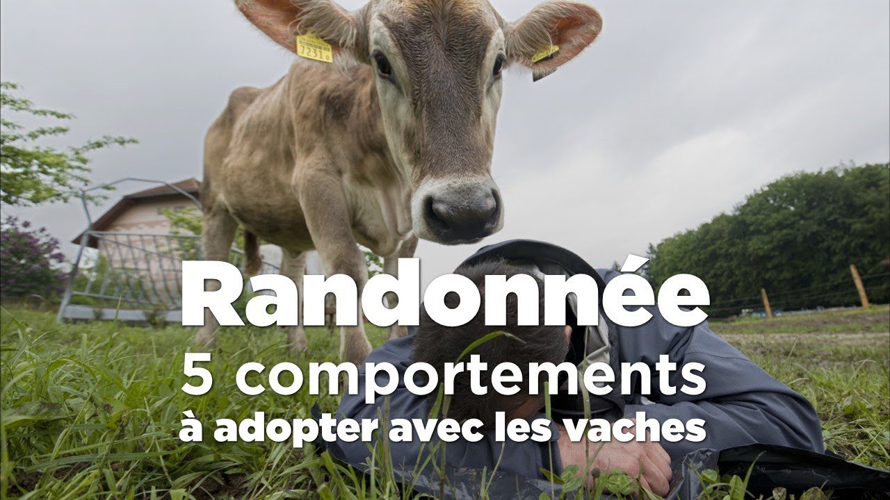 Randonnée: 5 comportements à adopter avec les vaches