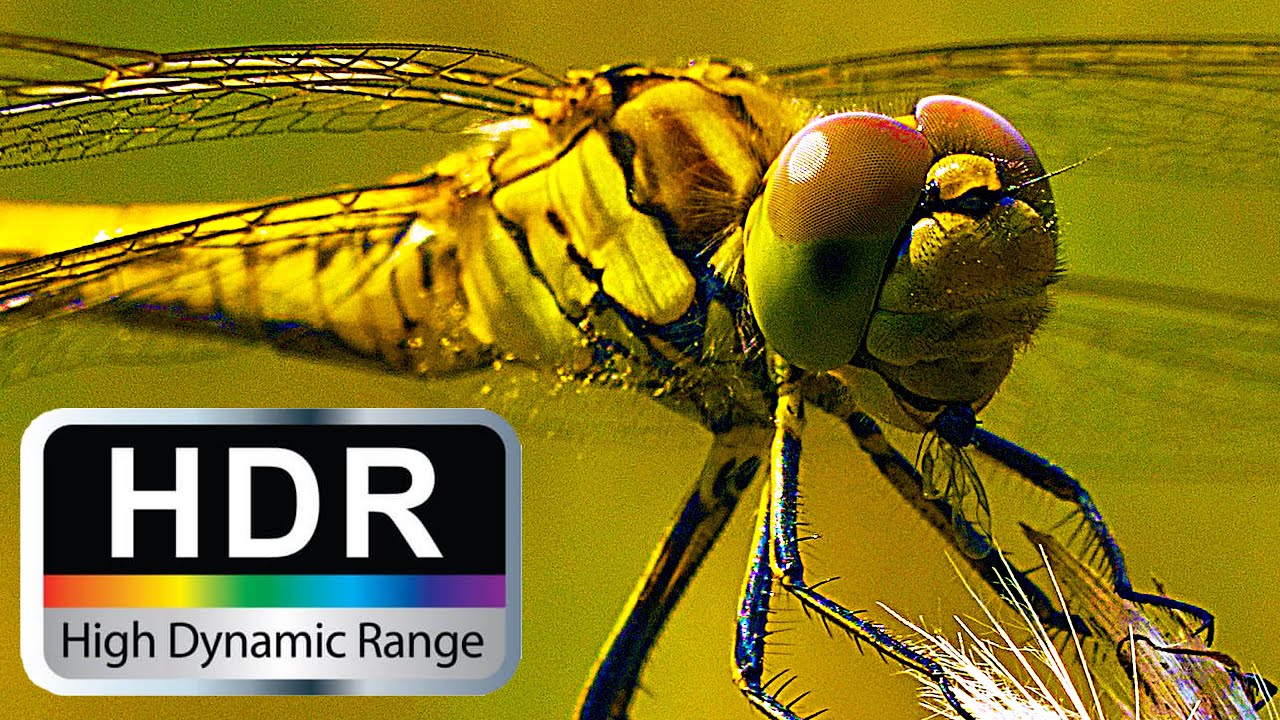 Panasonic Lumix GH5 - 5K HDR HLG BT.2020 Test Footage Nature Macro | 5K 4K Ultra-HD