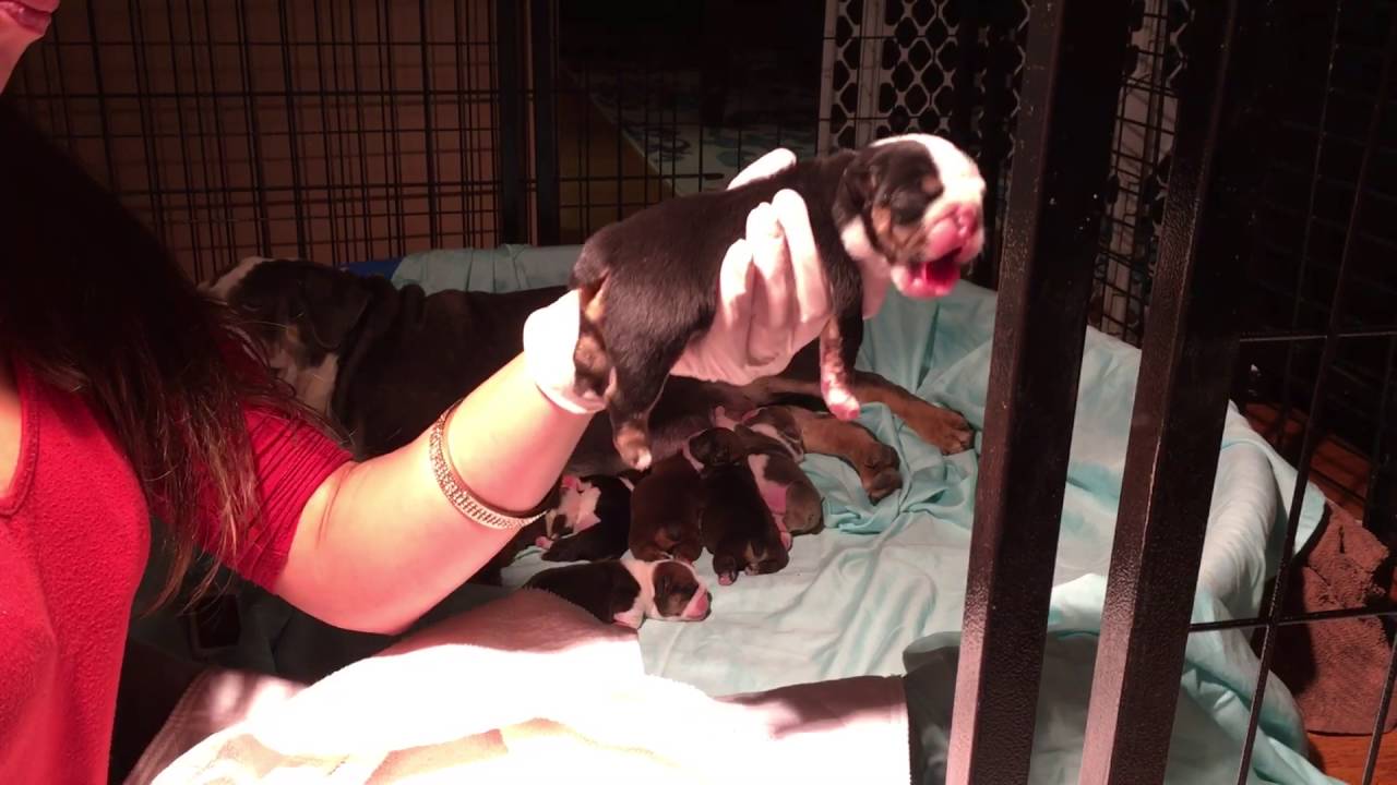 How to relieve whinny bloated puppy ; Bloated Puppy; Constipated Puppy; Bulldog puppies