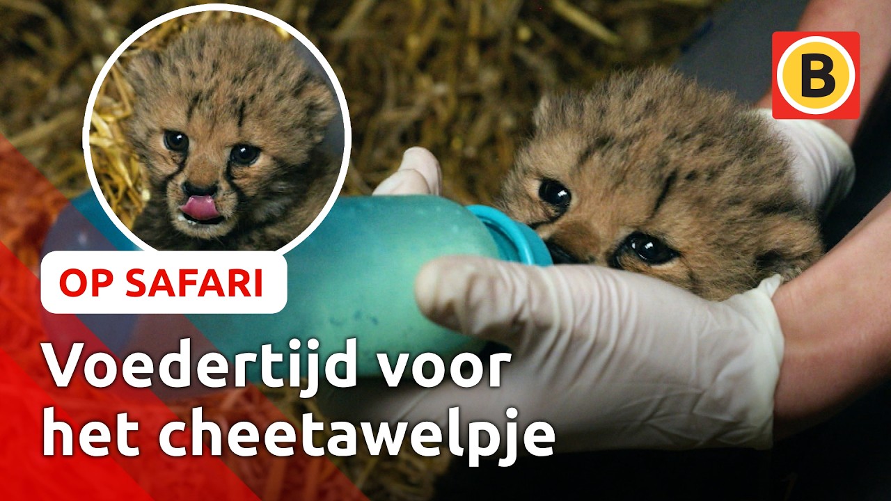 Zo gaat het nu met het Cheetawelpje | Op Safari #6