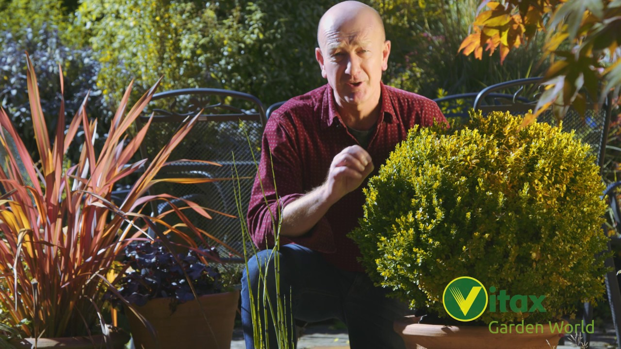 Caring for Buxus