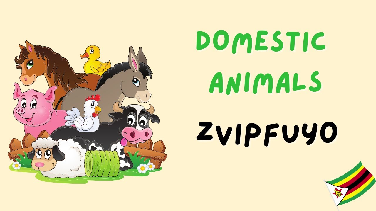 Learn Domestic Animals in Shona!