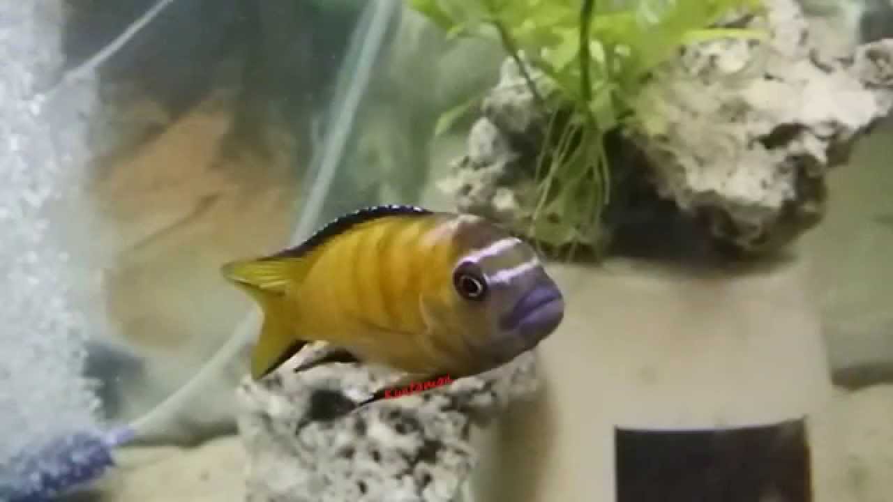 Pseudotropheus elongatus usisya