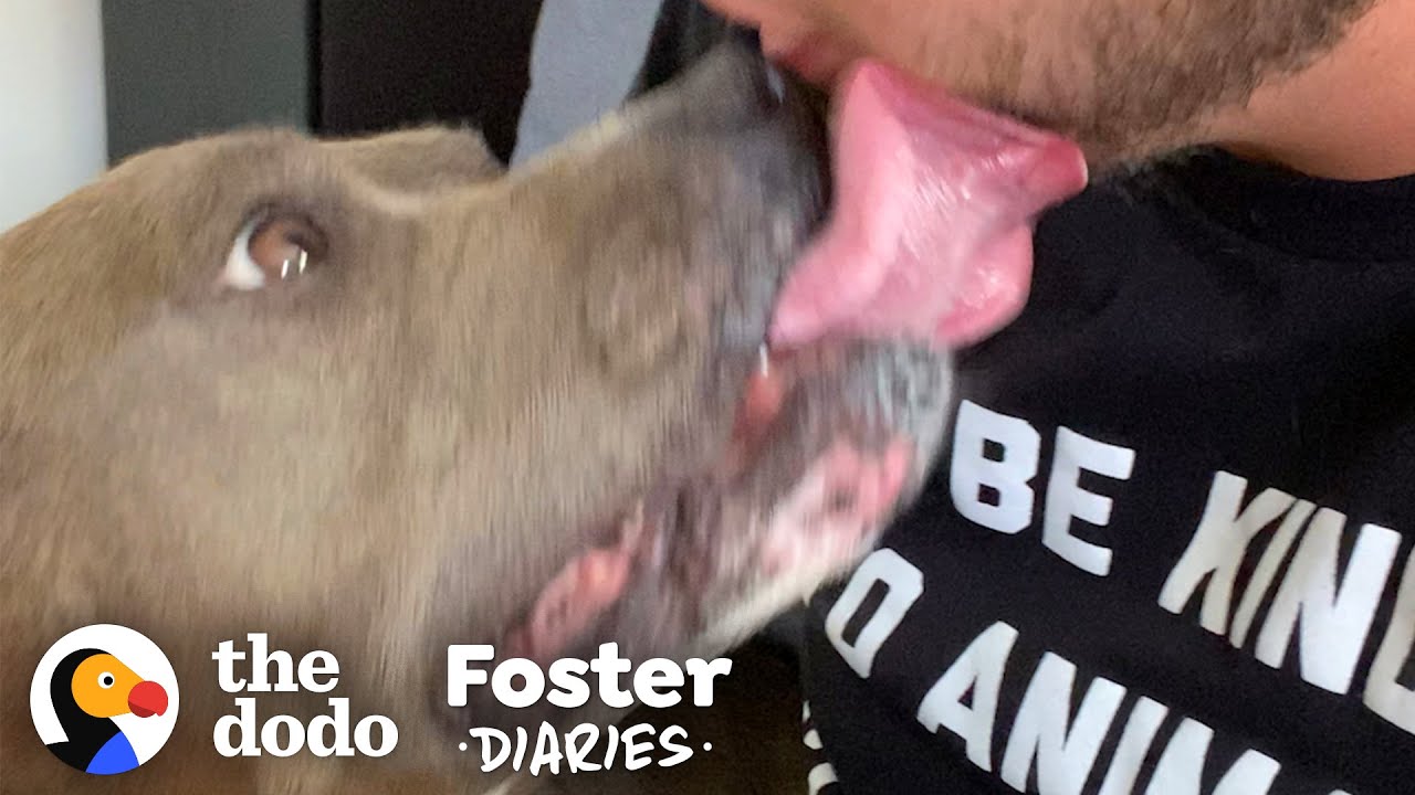 Guy Falls In Love With His Little Meatball Of A Foster Dog | The Dodo Foster Diaries