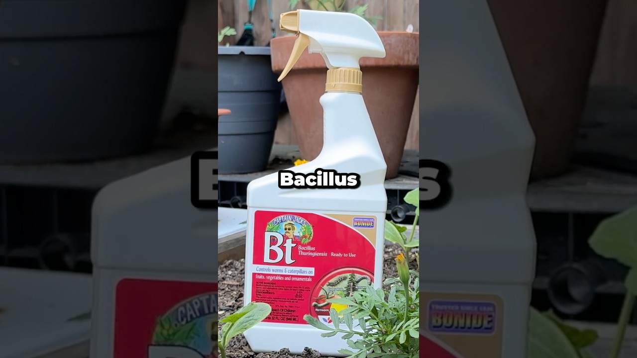 What is Bt (Bacillus thuringiensis)? Eco‑Friendly Pest Control Explained #shorts