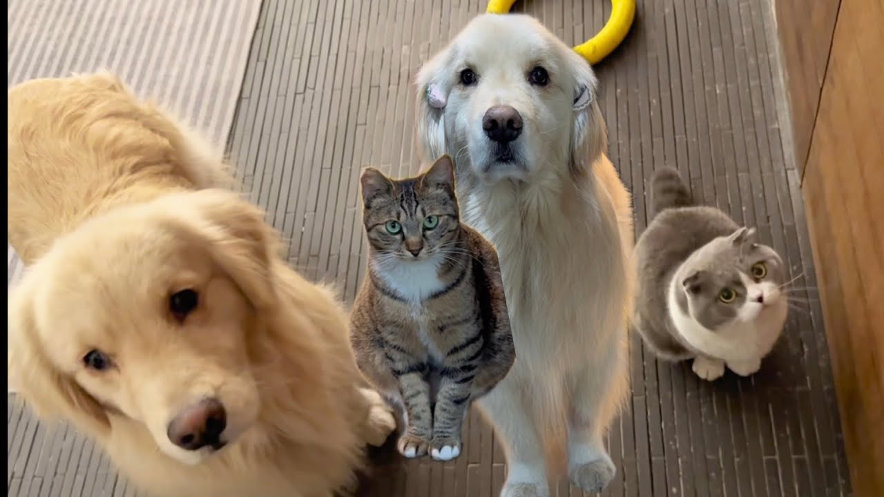 The ultimate door guard squad 