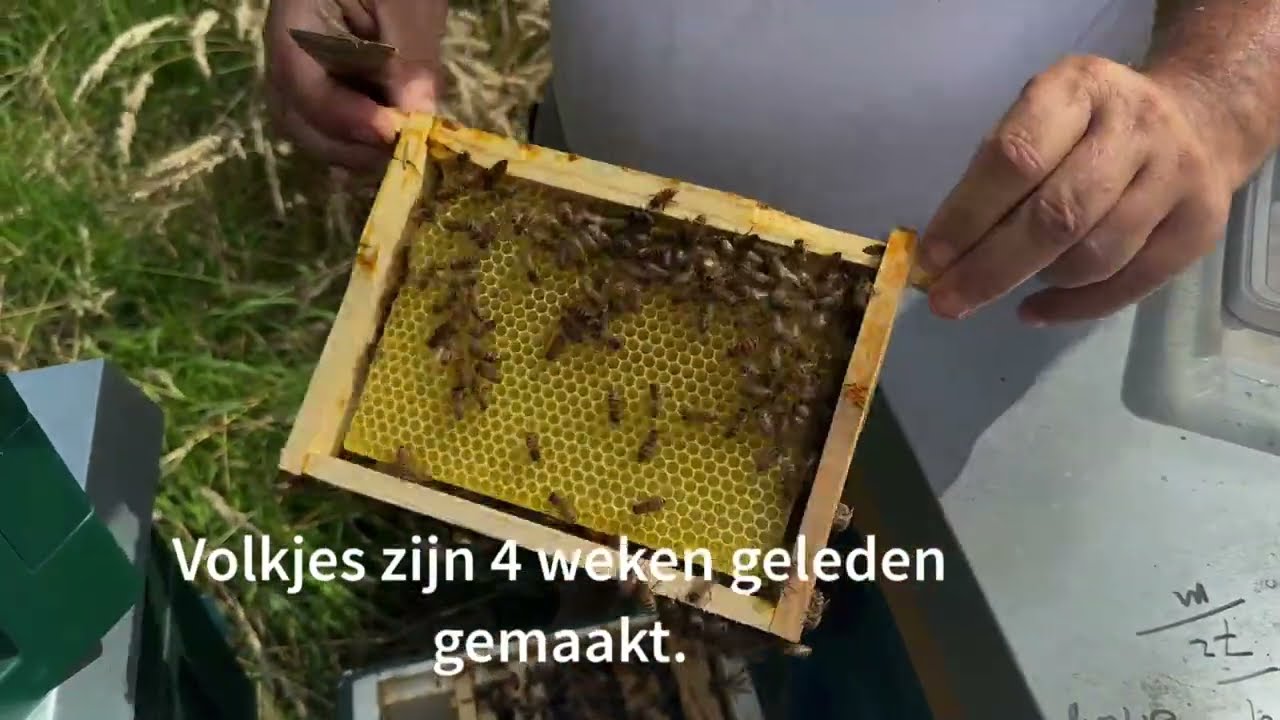 Besmetten volkjes met Varroamijten