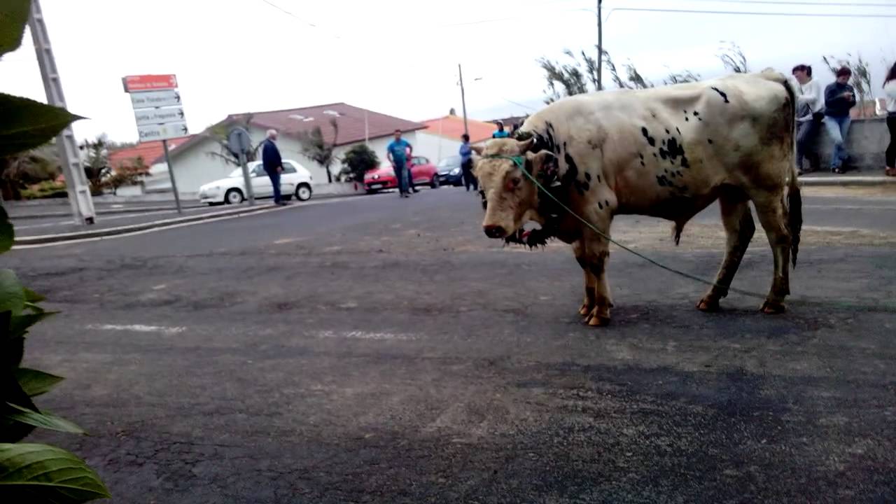 Recolha do gado joao bom Bretanha trindade  2015