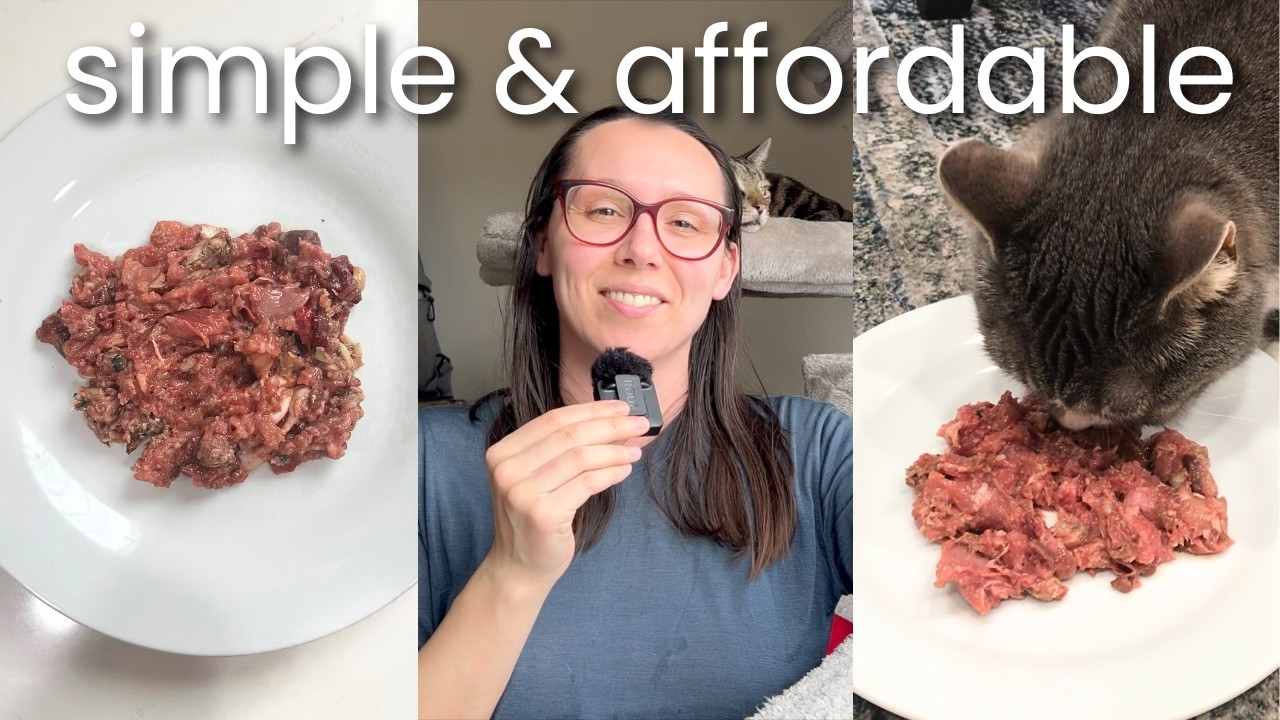 7 homemade raw cat food recipes (beginner to advanced)