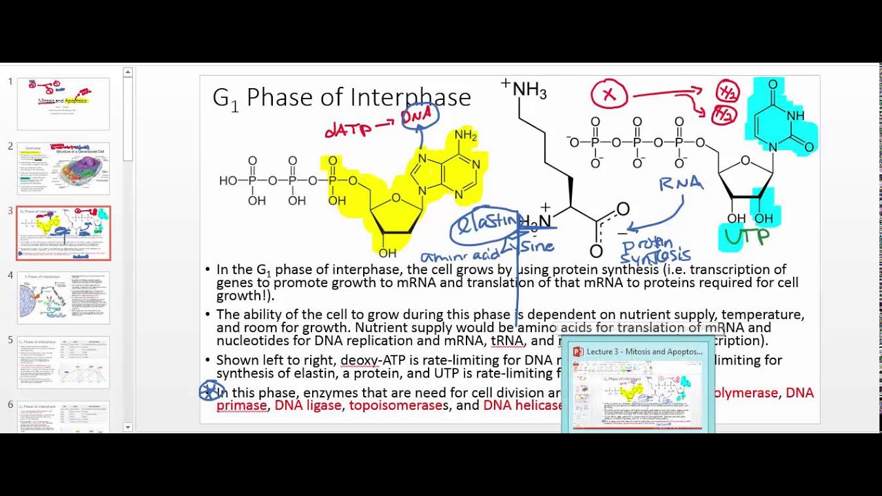 Interphase and Regulation of Cell Cycle by CDKs and Cyclin