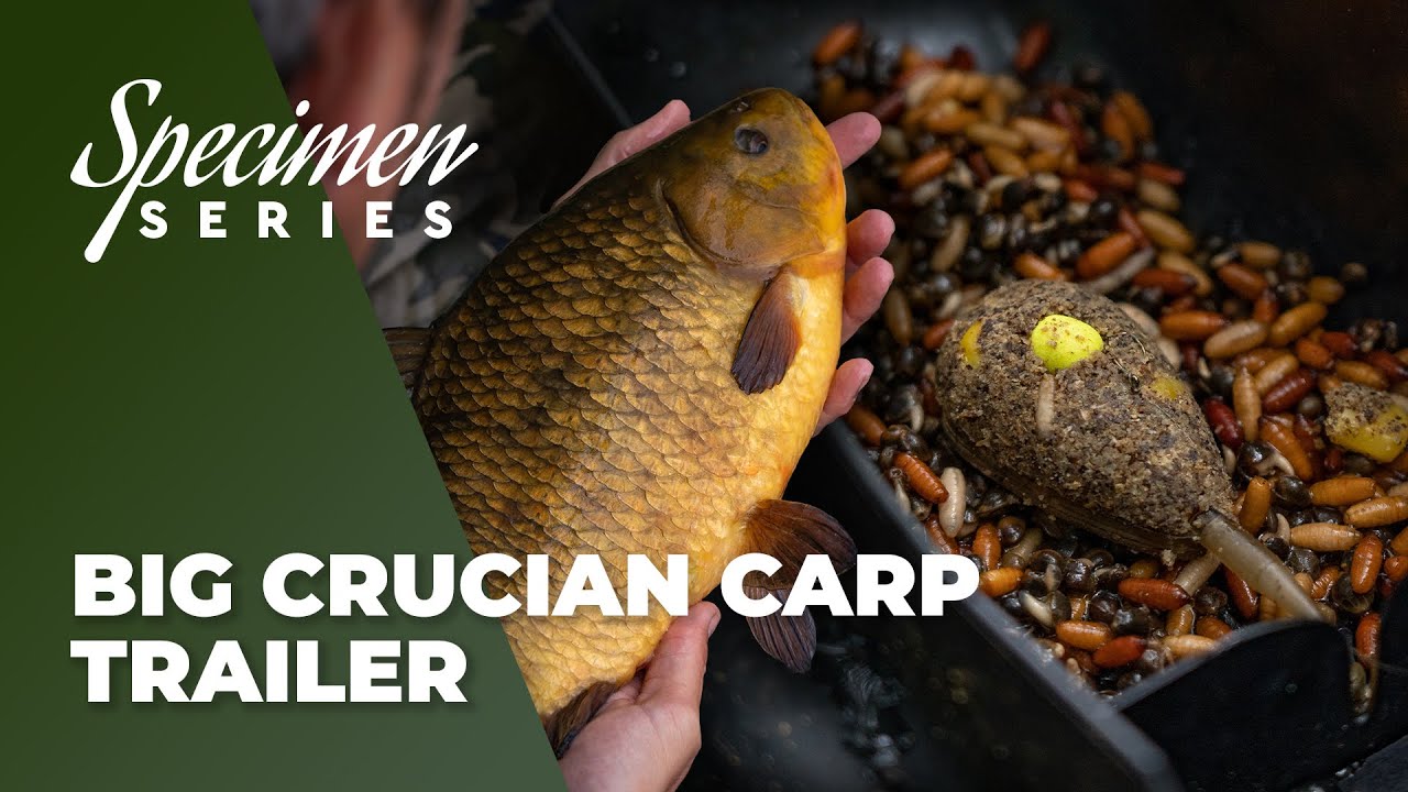 Phil Spinks Specimen Series &ndash; BIG Crucian Carp Trailer - Live 3rd July 4:00pm