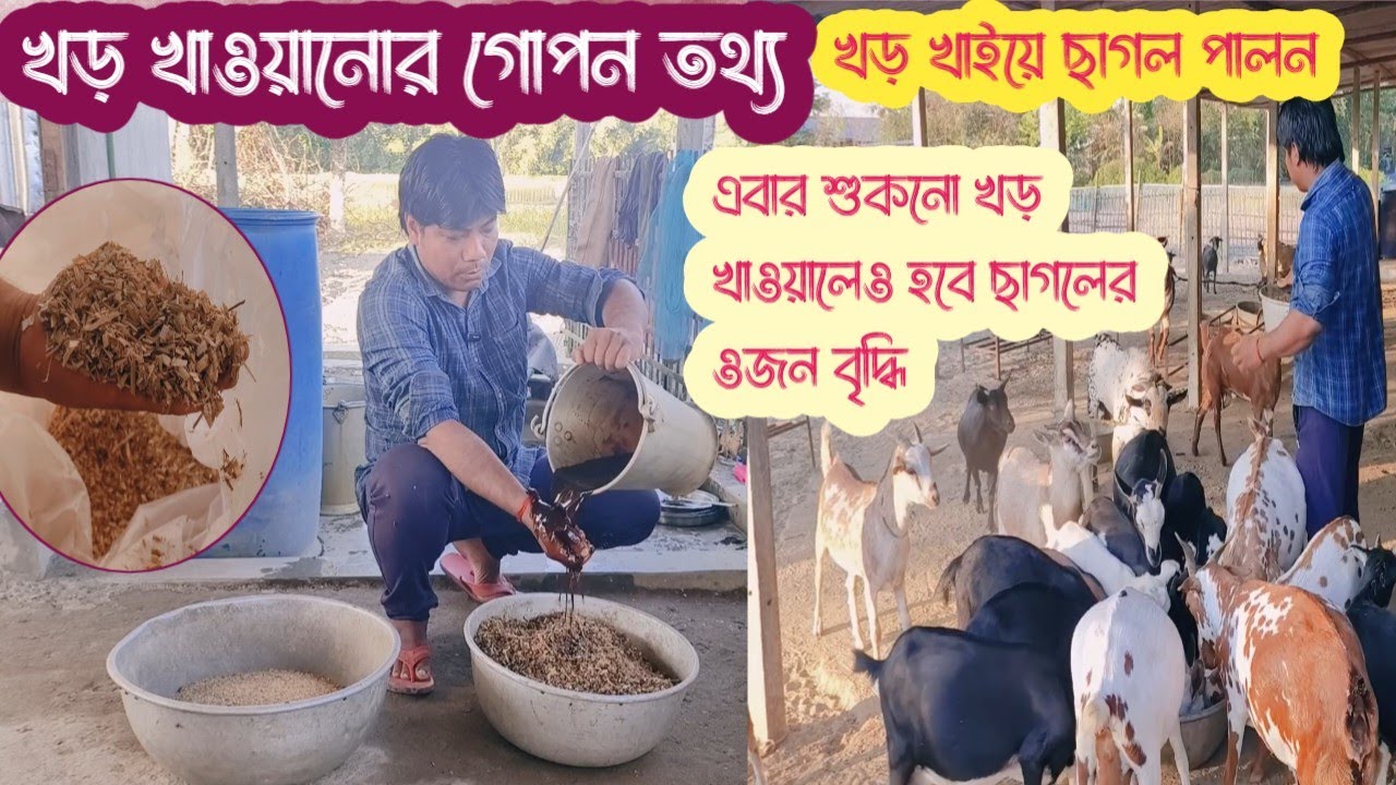 কম খরচে ছাগলের খাবার | খড় খাইয়ে ছাগল পালন | ছাগলের দ্রুত ওজন বৃদ্ধি | Goat feed at low cost