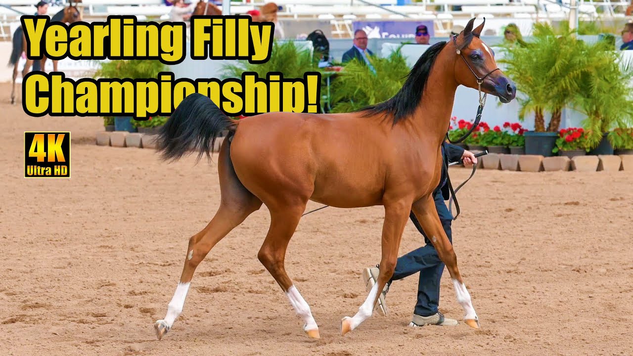 Yearling Fillies AOTH Championship at Scottsdale Arabian Horse Show