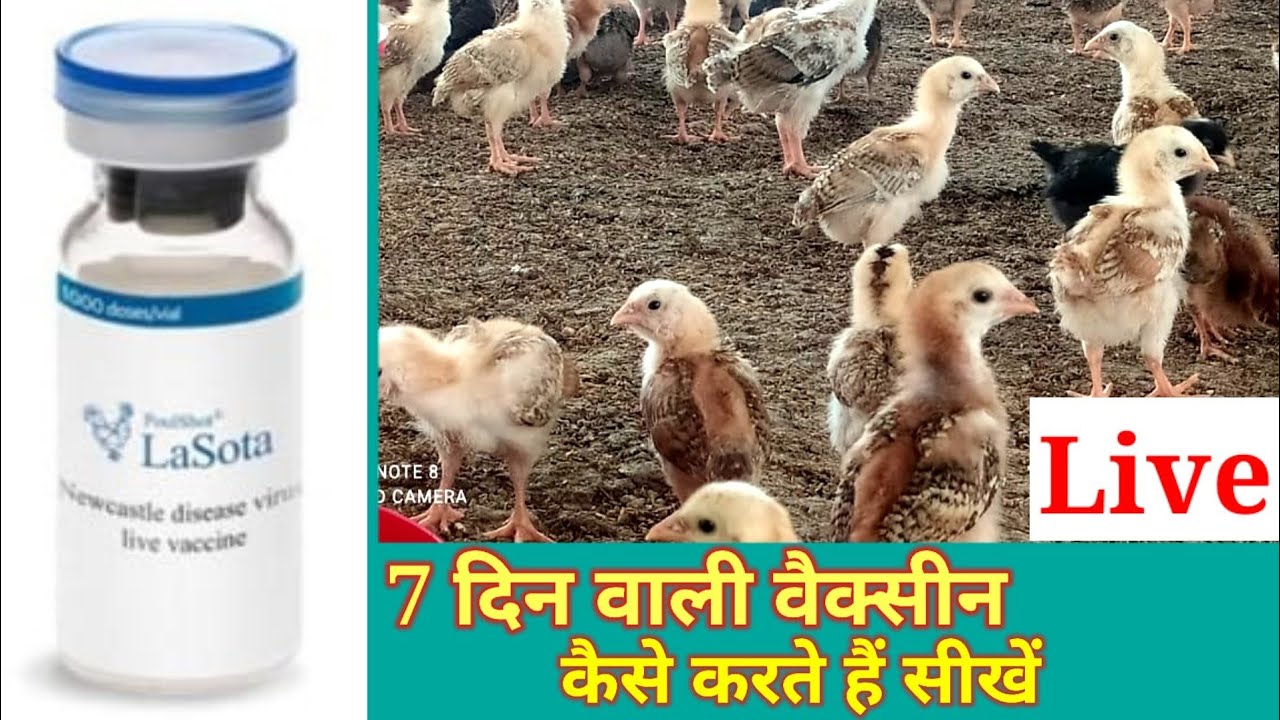 lasota vaccine how to use।। lasota vaccine kaise Kre।।Poultry Vaccine kaise kren।।desi murgi vaccine