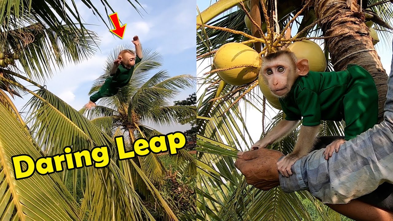 Bika the Baby Monkey Joins His Father to Harvest Coconuts, Daring Leap from the Tree Top