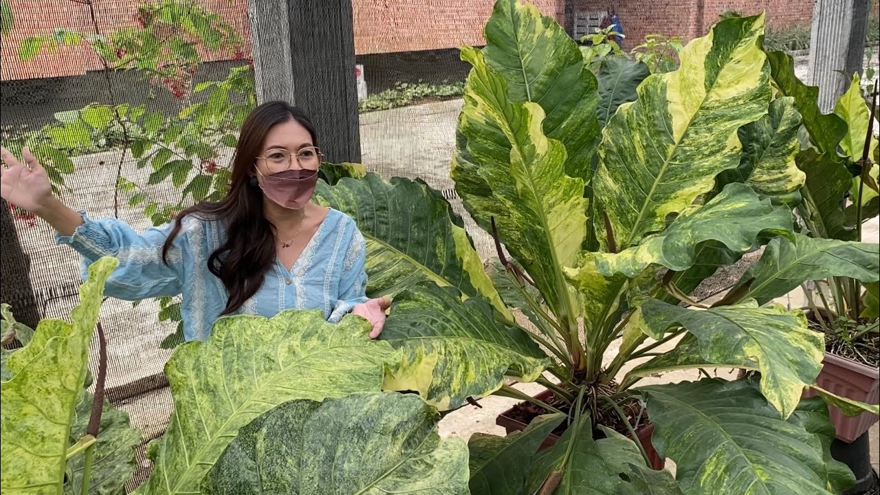 Plantita Journey Vlog #184 || (Part 2)Super amazing collection of Anthurium Foliage and Jenmanii.