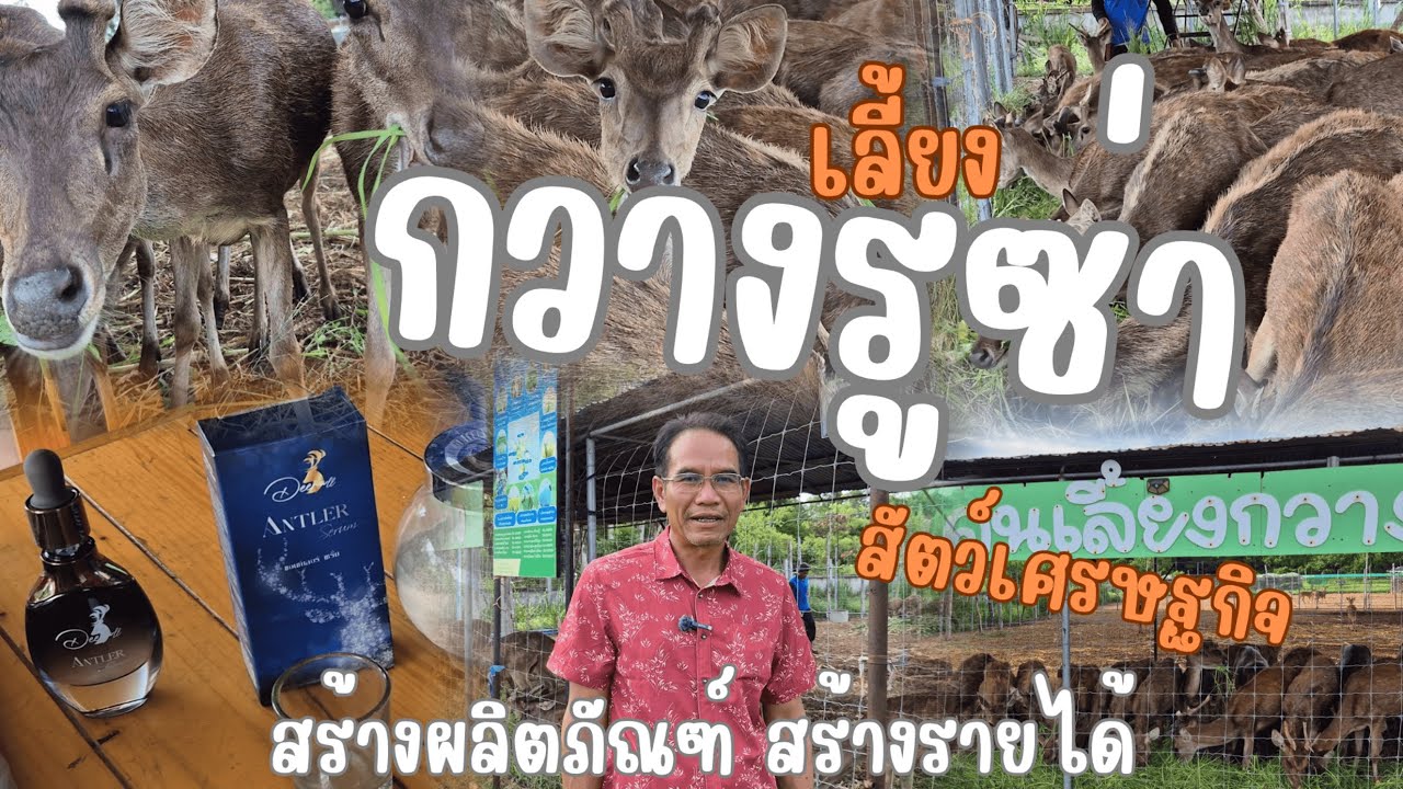 เลี้ยงกวางรูซ่า สร้างผลิตภัณฑ์ สร้างรายได้หลักล้าน