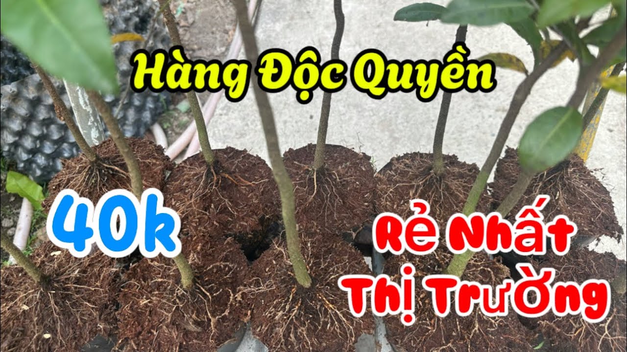 Lh 0907094566(Zalo) Tứ Quý Thanh Lý Với Giá Rẻ Được Miễn Ship 5 Cây